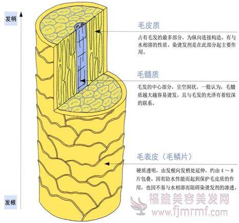 毛发(fā)的三层构造 毛(máo)发(fā)的三层构造