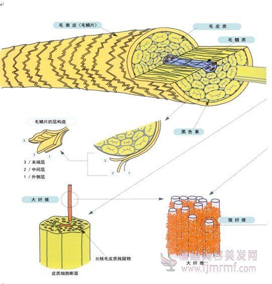 毛发的细微构造(zào) 毛发的细微构造