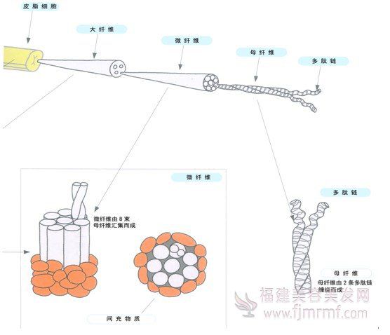 毛发内部的(de)”超微观“世界 毛发(fā)内部的”超(chāo)微观(guān)“世界